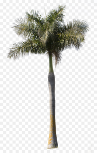 Tree Cutouts Palm Tree Hd Png Download