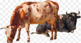 Cattle Vector Grazing Cow Cows Png Transparent Png