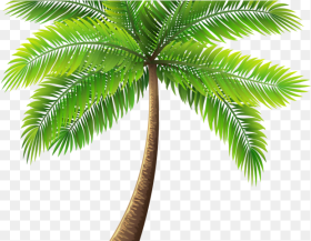 Transparent Background Palm Tree Png Download 