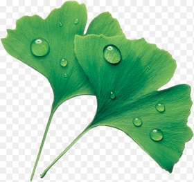 Maidenhair Tree Hd Png Download 
