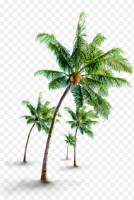 Coconut Tree Png Images Coconut Tree Image Png