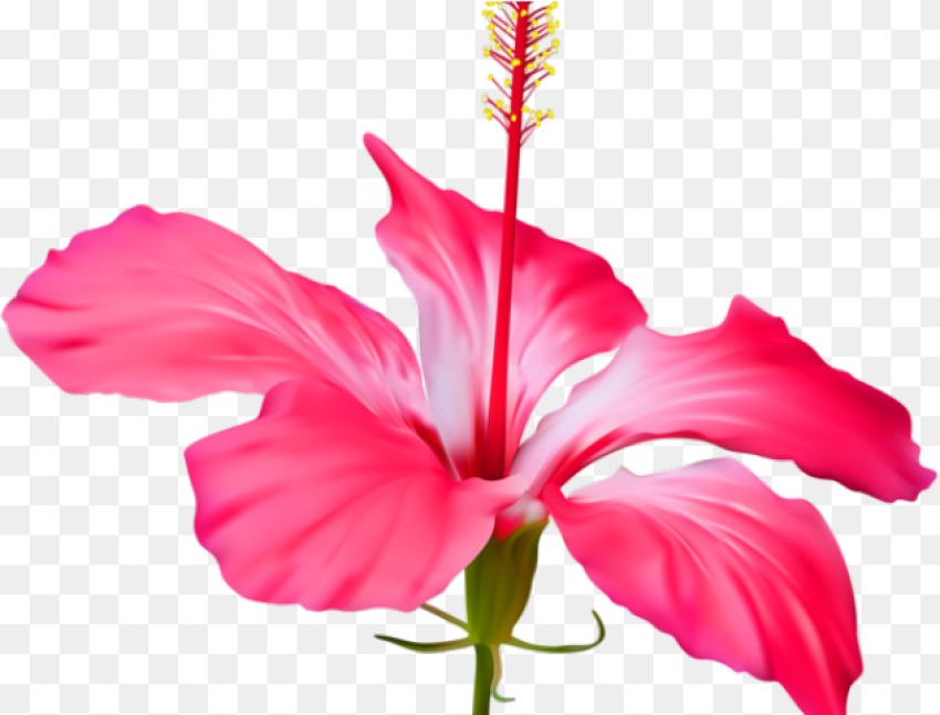 Gumamela Flower Clipart Png