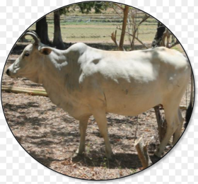 Cow in the Philippines Hd Png Download
