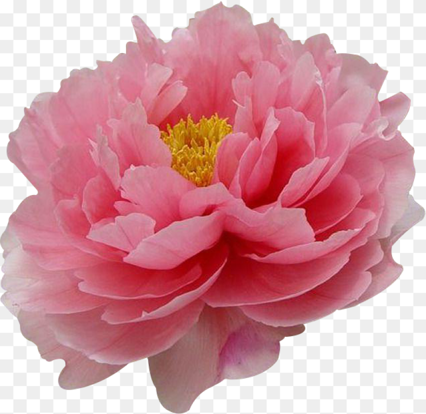 Flower Tree Png China National Flower Peony
