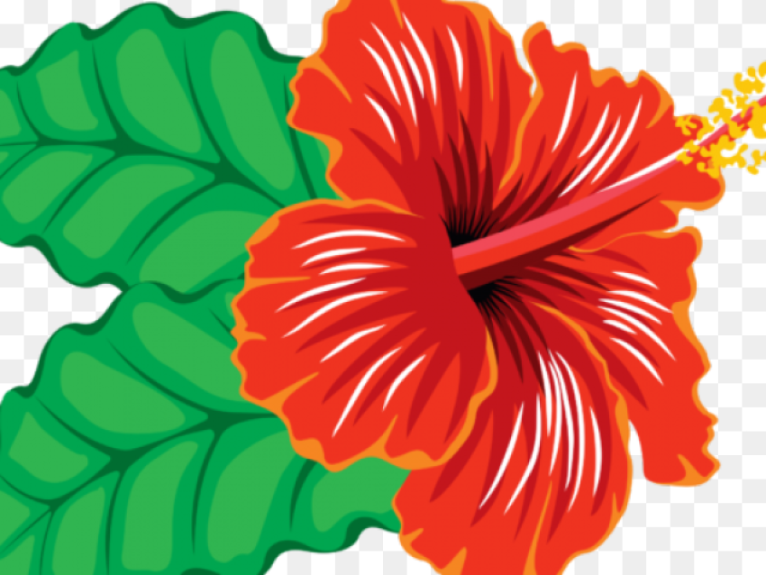 Hibiscus Clipart Hibiscus Flower Images Clipart Hd
