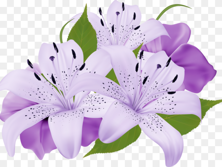 Lily Clipart Sea Flower Purple Flowers Clipart Png