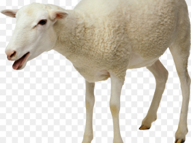 Indian Clipart Sheep Food in Cow and Sheep