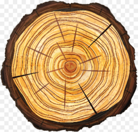 Tree Removal Alpharetta Ga Top Tree Stump Png