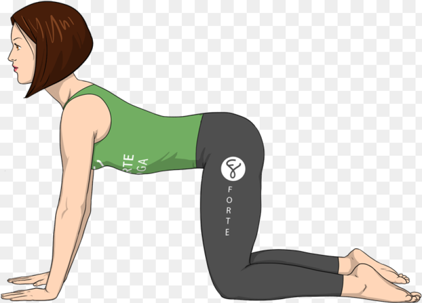 Cow Pose Forte Yoga Hd Png Download