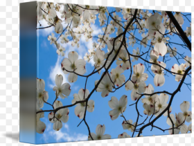 Cherry Blossom Hd Png Download