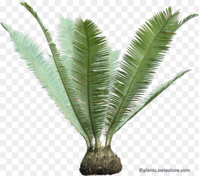 Cycas Palm Png Transparent Png