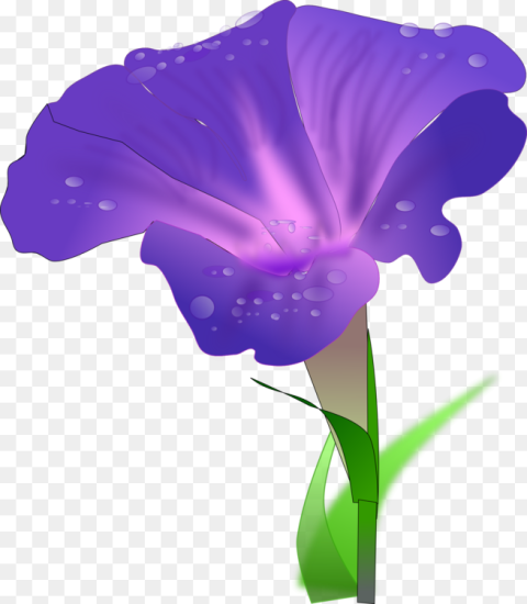 Iris Family Plant Flower Morning Glory Flower Clipart