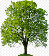 Png Trees for Photoshop Hd Transparent