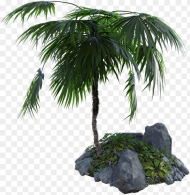 Tropical Palm Tree Rocks Grass Summer Nature Palm
