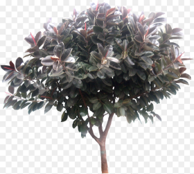 Transparent Ficus Tree Png Ficus Elastica Tree Png