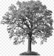 Save Our Ash Trees Tree With White Background