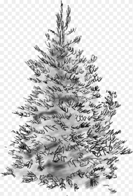 Concolor Fir Sketch Christmas Tree Hd Png Download