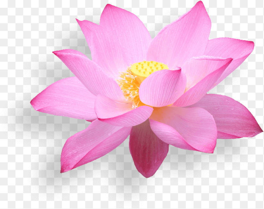 Lotus Flower Png Hoa Sen Vietnam Airline