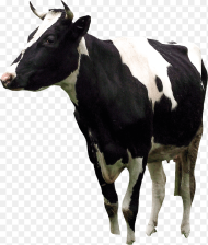 Argentinian Cows Dairy Cow Hd Png Download