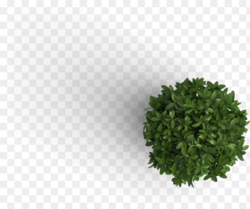 Trees Top View Png Plant Png Transparent Png