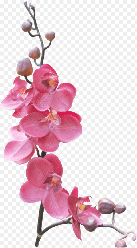 Orchid Flower Frame Png