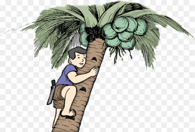 Man on Coconut Tree Png Download Climbing Coconut