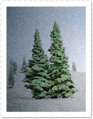 Snowy Trees Holiday Greeting Card Data Caption Christmas