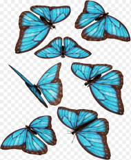Group of Blue Butterfly Png HD