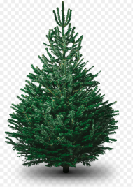 File Christmas Tree Clipart Png Large Real Christmas