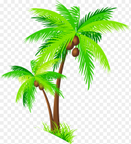 Coconut Tree Clipart Palm Trees With Coconuts Png