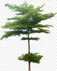 Pohon Png Transparent Png