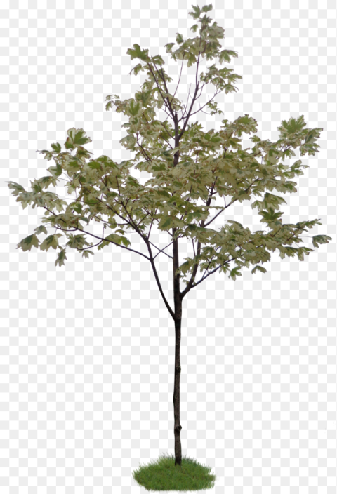 Photoshop Little Tree Png Download Little Tree Without