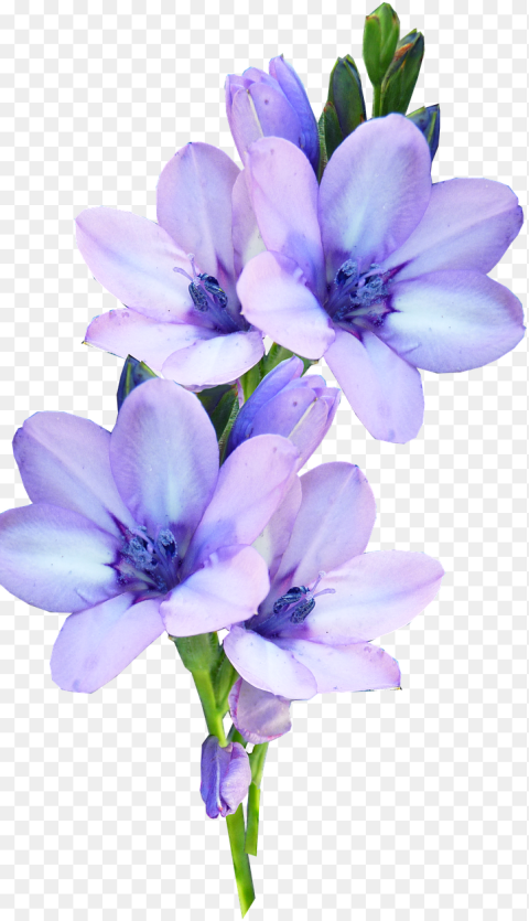 Mauve Flower Bulb Pastel Light Purple Flower Png