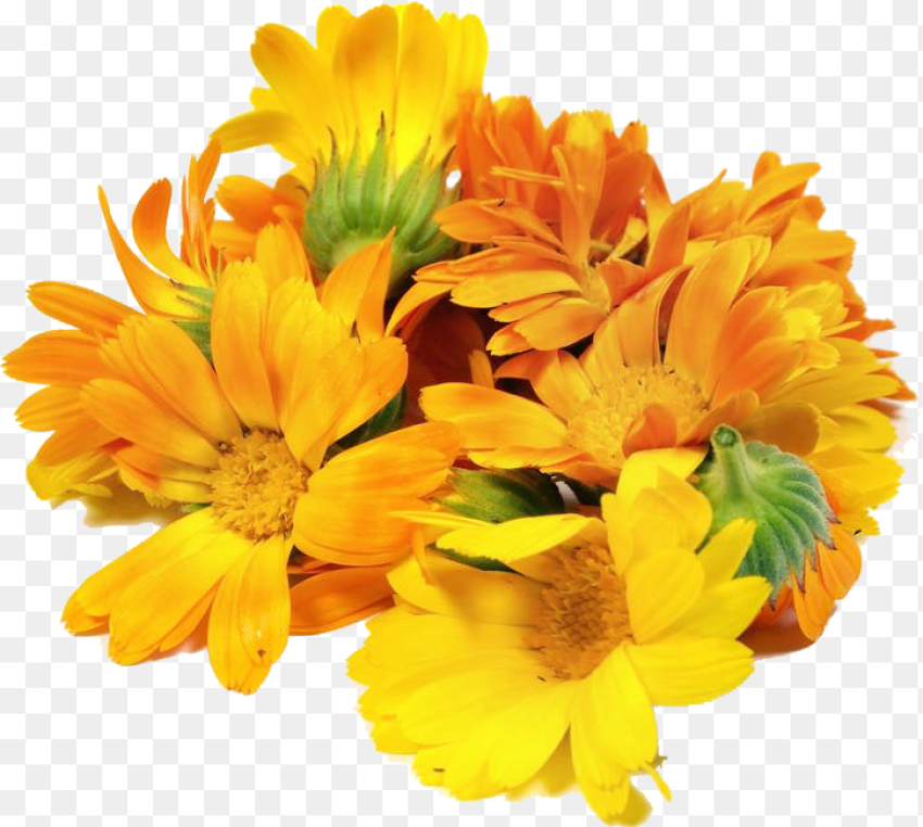 Mexican Marigold Floral Design Flower Calendula Officinalis