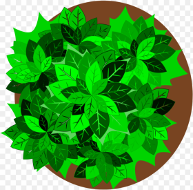 Plant Leaf Tree Plants Clipart Top View Hd
