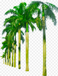 Transparent Black Palm Tree Png Palm Tree Png