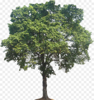 Tall Oak Tree Png Transparent Png