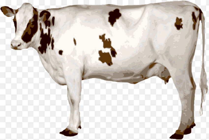 Cow Png Transparent Png hd