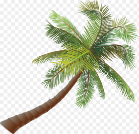 Asian Palmyra Palm Coconut Euclidean Vector Pohon Kelapa