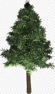 Transparent Evergreen Png Oak Tree in the Philippines