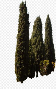 Mediterranean Trees Png Transparent Png