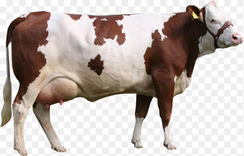 Simmental Cow Png Transparent Png