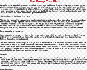 Jade Plant Feng Shui Story of Money Tree