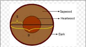 Cross Section of a Typical Tree Trunk Circle