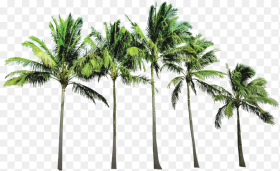 Coconut Tree Png Picture Coconut Trees Background Png