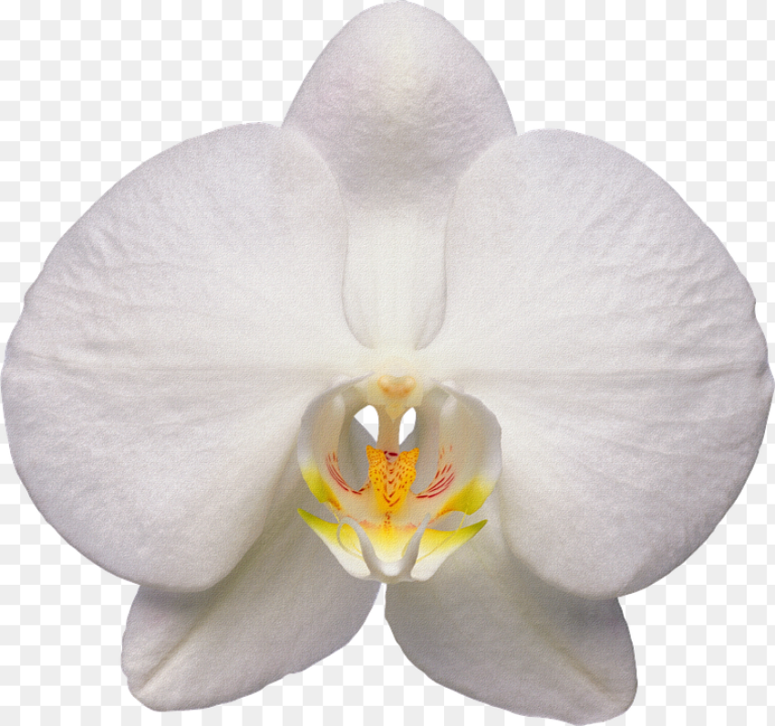 Orchid Flower White White Orchid Flower  Hd