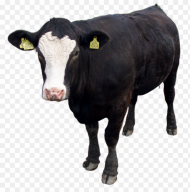 Download and Use Cow Png Image Black Cow