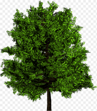 Green Tree Png Transparent Png
