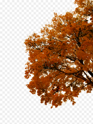 Transparent Tree Branch Png Autumn Tree Cut Out