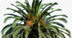 Date Palm Tree Png Transparent Png 